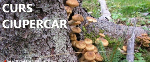 Imagine prezentare CURS CIUPERCAR