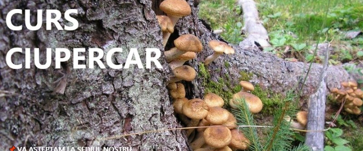 imagine CURS CIUPERCAR