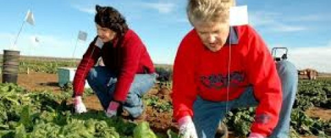 Imagine prezentare Legumicultor